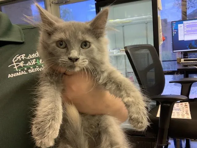 A baby small-sized female Domestic Medium Hair cat named Sable for adoption in Grand Prairie, TX