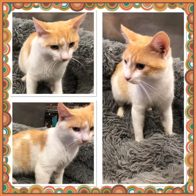 An adult medium-sized male Orange & White Domestic Short Hair cat named Pap for adoption in Buckhannon, WV