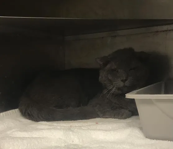 An adult medium-sized male Domestic Short Hair cat named Klaus for adoption in Conroe, TX