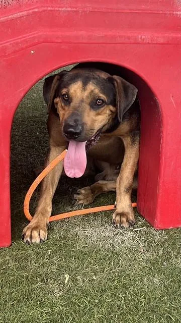 A young medium-sized male Terrier dog named Jackson for adoption in Miami, FL