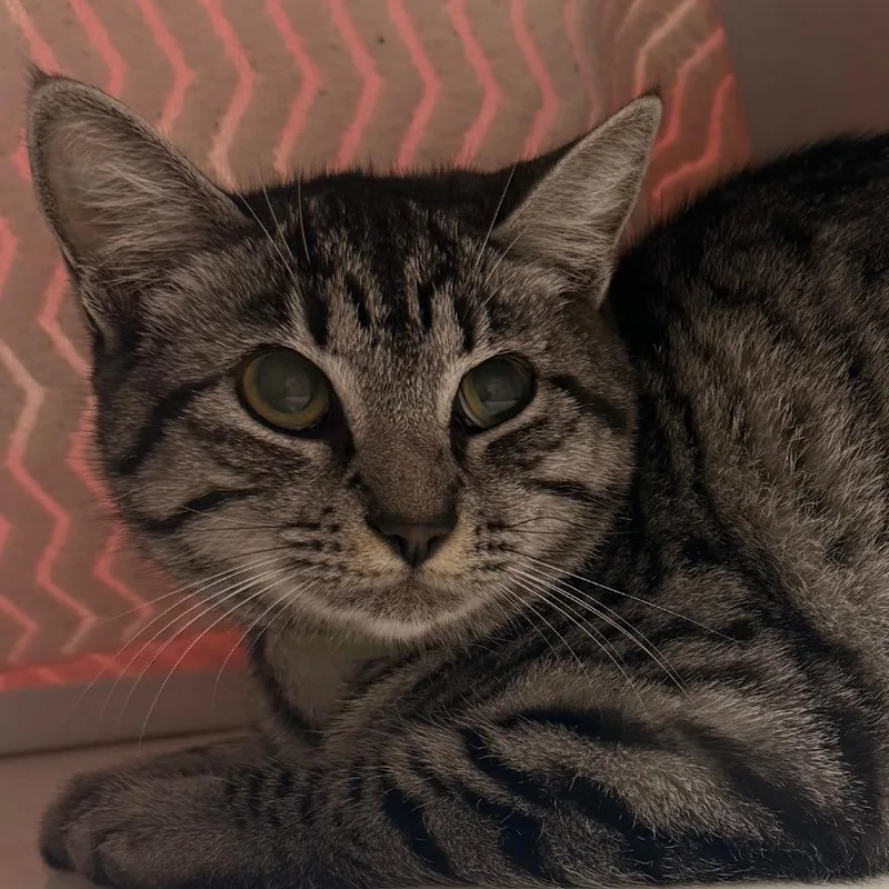 A young medium-sized female Domestic Short Hair cat named Franki Stein for adoption in Santa Barbara, CA