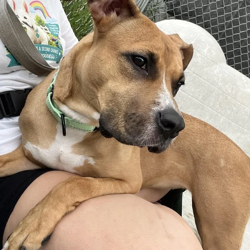 A baby medium-sized female Yellow / Tan / Blond / Fawn Pit Bull Terrier dog named Nirvana for adoption in Uniontown, PA