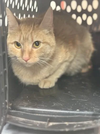 A young medium-sized female Domestic Short Hair cat named Cami for adoption in Memphis, TN