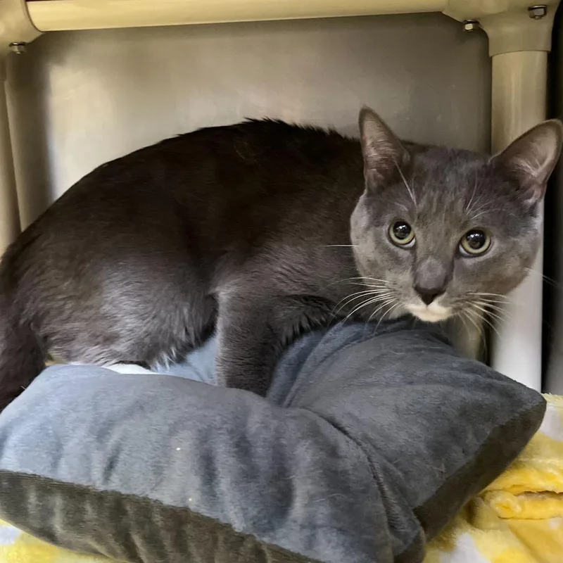 A young medium-sized male Gray / Blue / Silver Domestic Short Hair cat named Lenni Laith for adoption in Perkiomenville, PA
