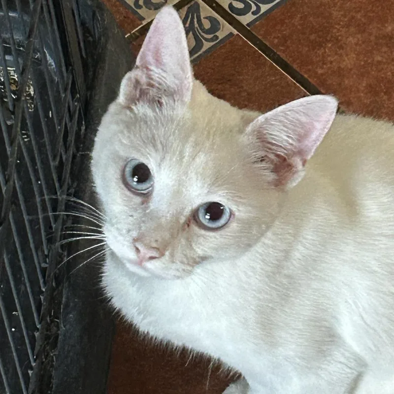 Nilla Nn thumbnail 2