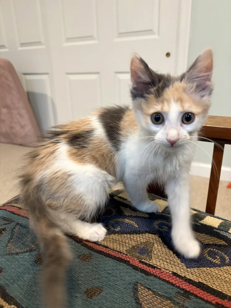 A baby medium-sized female Domestic Short Hair cat named Brooklyn  WG  for adoption in Greenville, DE