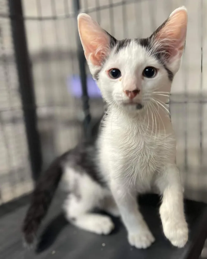 An adult medium-sized male White Domestic Short Hair cat named Abell for adoption in Jackson, GA