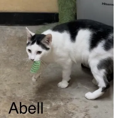 Abell thumbnail 2