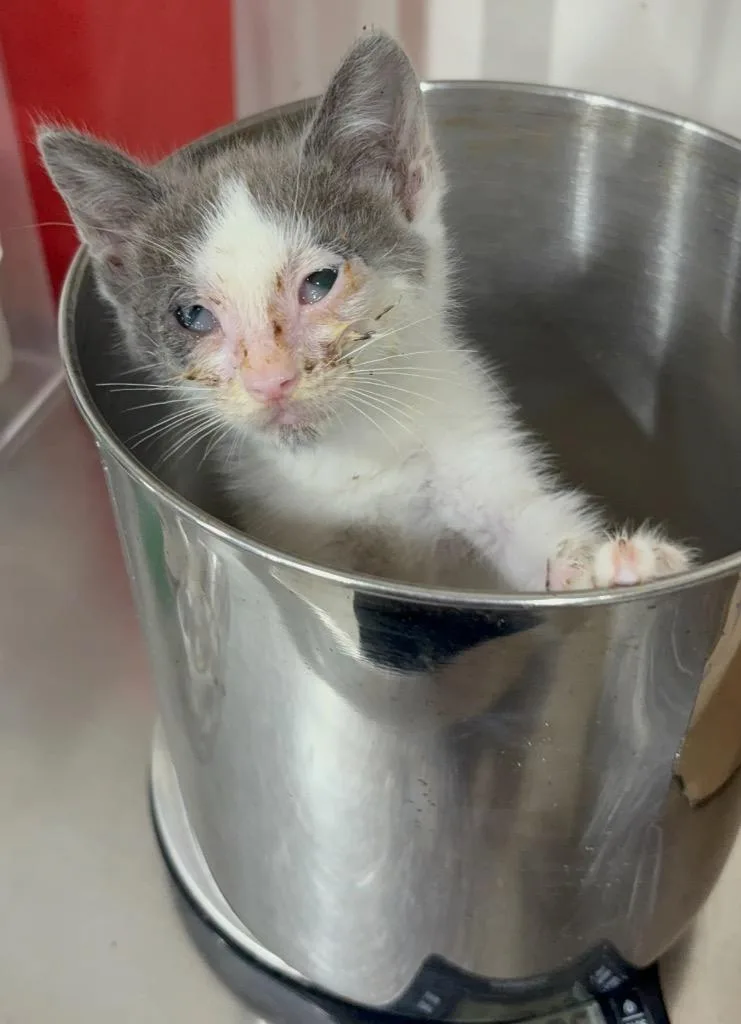 A young small-sized female Domestic Short Hair cat named Paris Hilton for adoption in Corpus Christi, TX