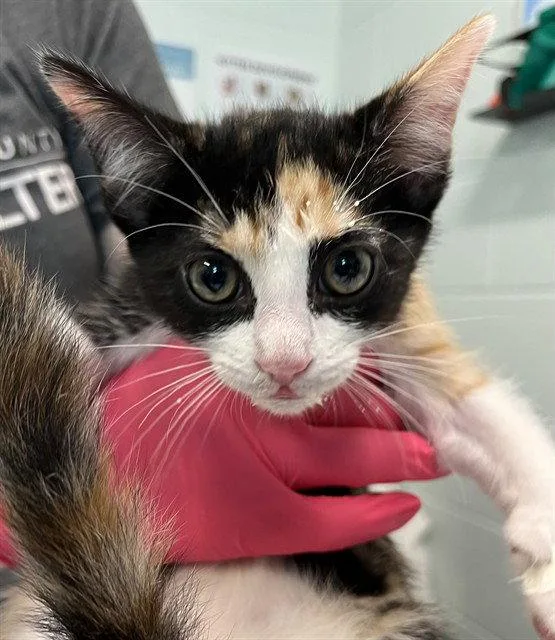 A baby small-sized female Domestic Short Hair cat named Coral Reef for adoption in Tavares, FL