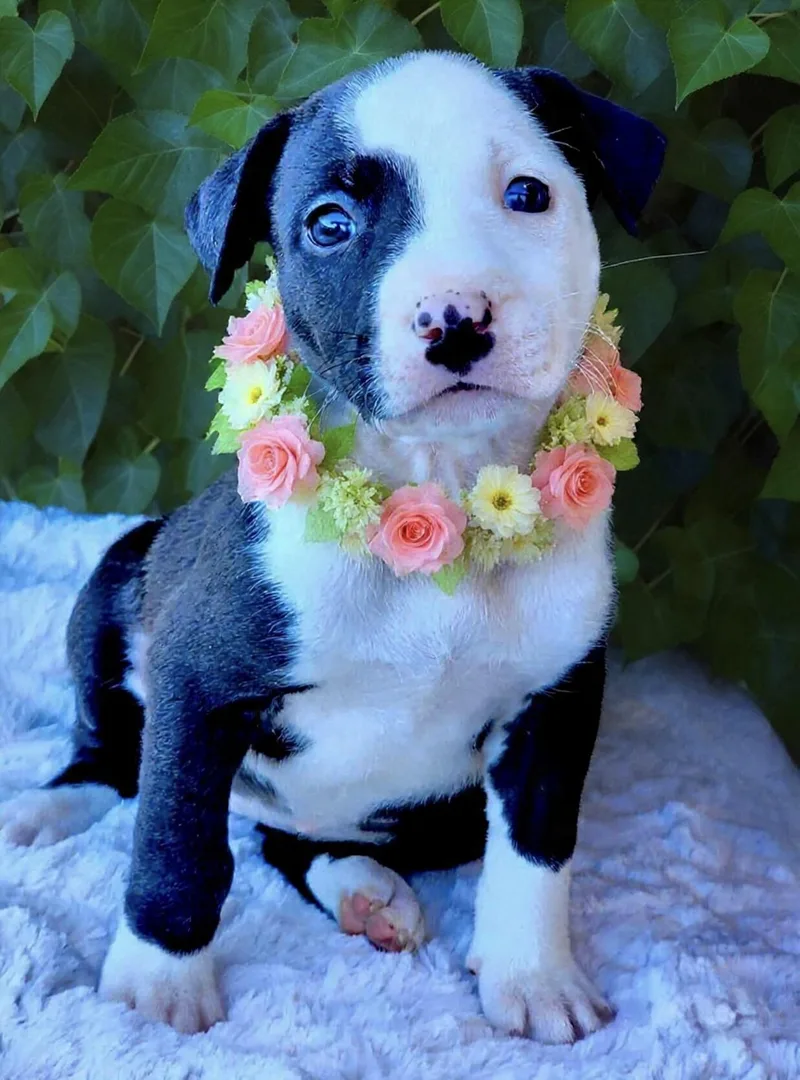 A baby medium-sized female Black American Staffordshire Terrier dog named Espresso for adoption in Corona Del Mar, CA