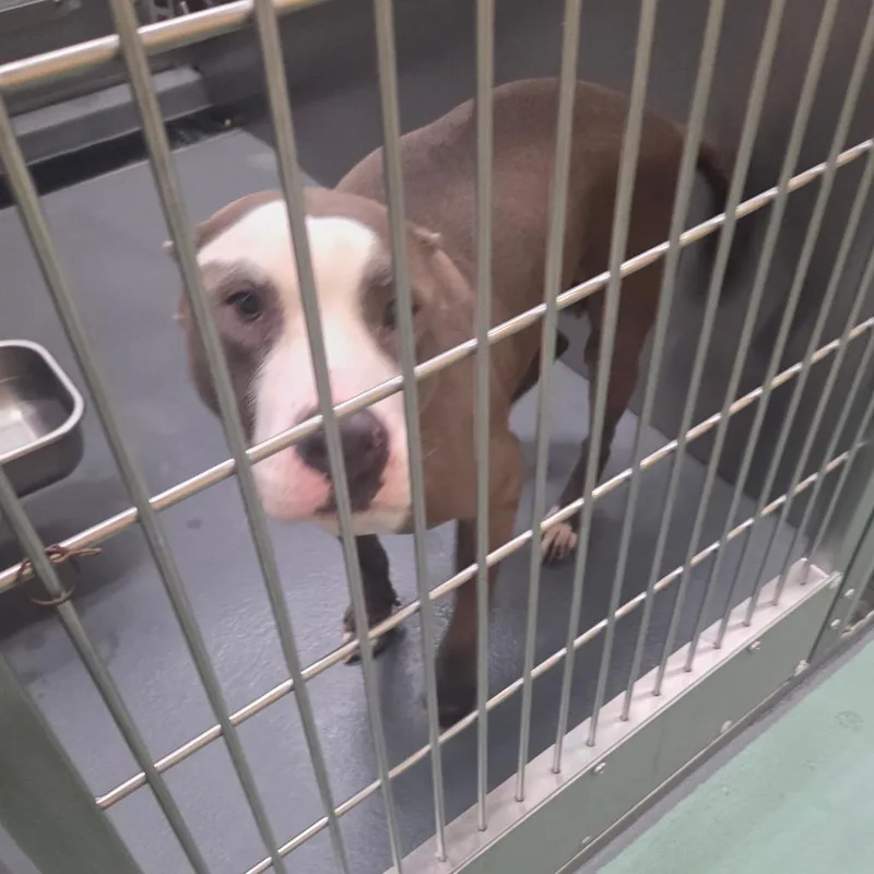 An adult medium-sized female Gray / Blue / Silver Mixed Breed dog named Storm for adoption in Memphis, TN