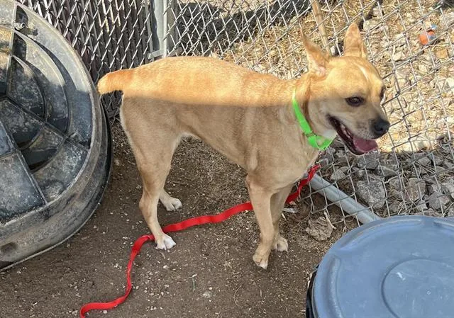An adult medium-sized female Boxer dog named Regina for adoption in Tucson, AZ