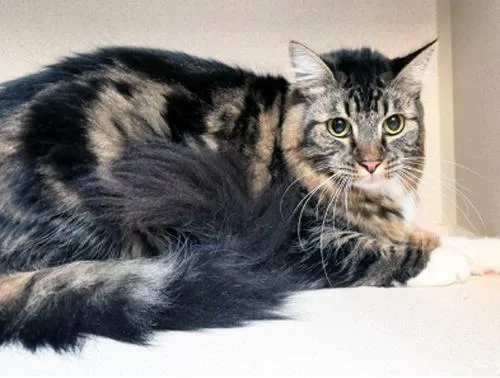 An adult medium-sized female Tabby (Brown / Chocolate) Domestic Medium Hair cat named Noodles for adoption in San Clemente, CA