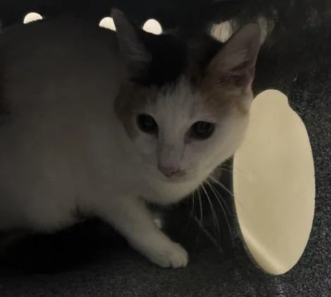 An adult medium-sized female Domestic Short Hair cat named Bleu for adoption in Dallas, TX