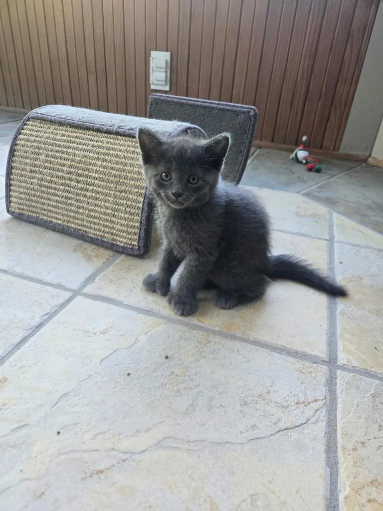 A baby medium-sized female Extra-Toes Cat / Hemingway Polydactyl named Penelope for adoption in Hamilton, OH