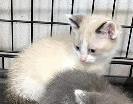 A young medium-sized male Cream / Ivory Siamese cat named William Afton for adoption in Grand Rapids, MI