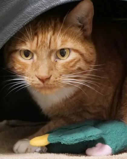 An adult medium-sized male Domestic Short Hair cat named Loki for adoption in Fishers, IN