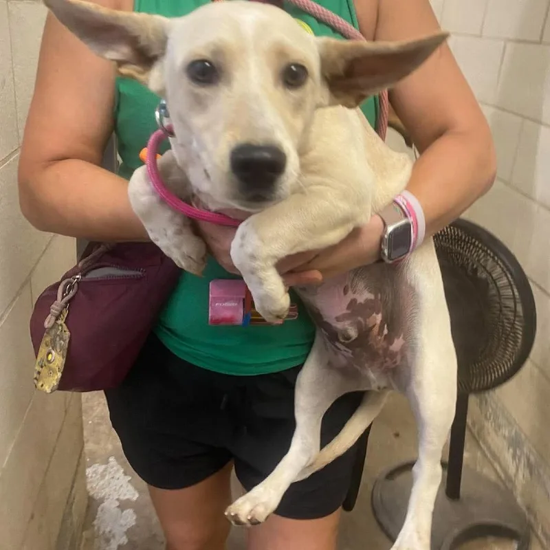 An adult small-sized male Yellow / Tan / Blond / Fawn Mixed Breed dog named Viking for adoption in Huntington, WV