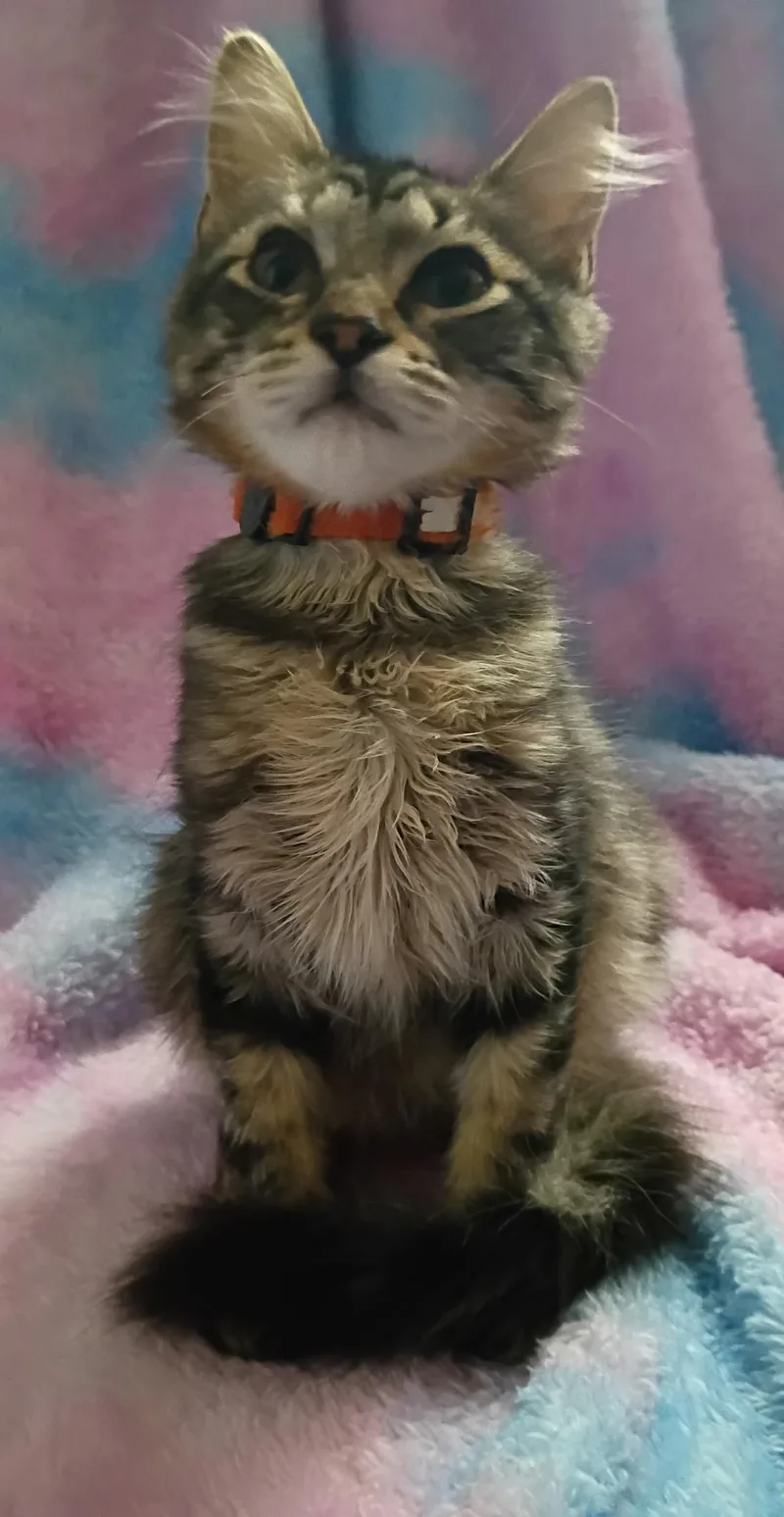 A young medium-sized male Tabby (Gray / Blue / Silver) Domestic Medium Hair cat named Hermes for adoption in Mount Pleasant, TX