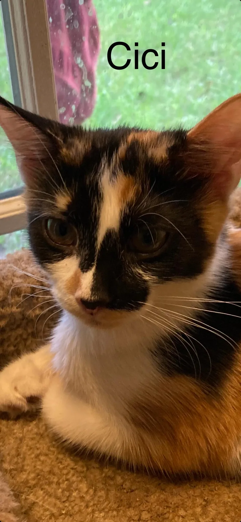 A young small-sized female Domestic Short Hair cat named Cici for adoption in Winter Garden, FL