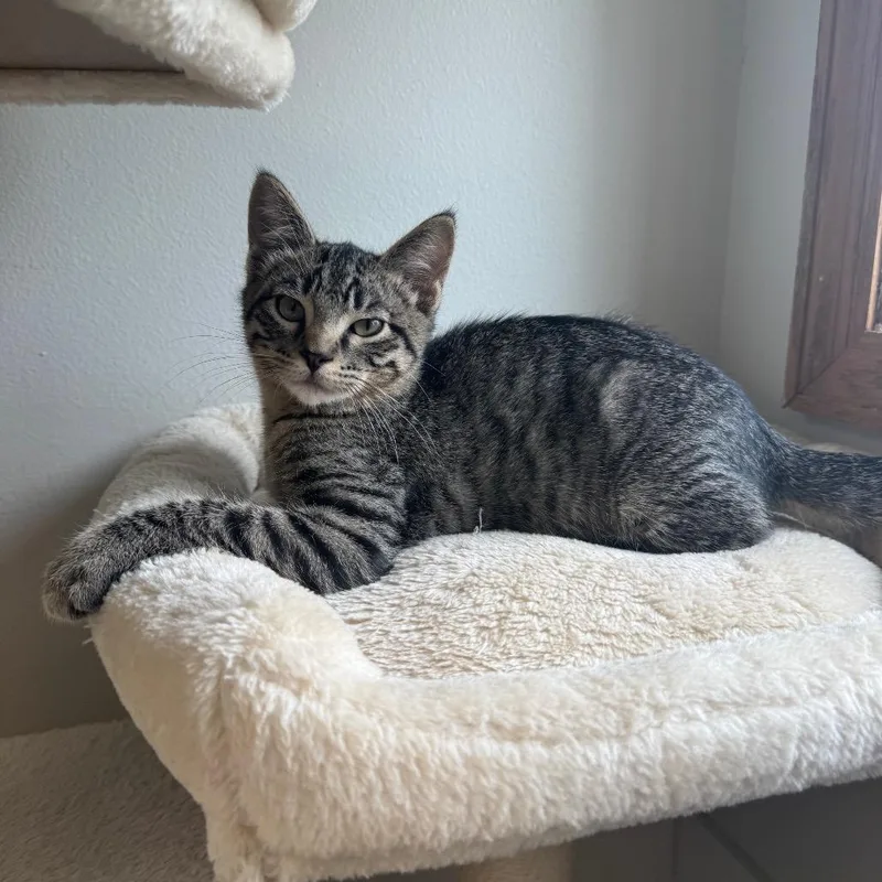 A young small-sized male Gray / Blue / Silver Domestic Short Hair cat named Marty for adoption in Milford, IA