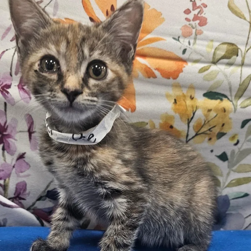 A baby small-sized female Domestic Short Hair cat named Oatmeal Pie for adoption in Donalsonville, GA