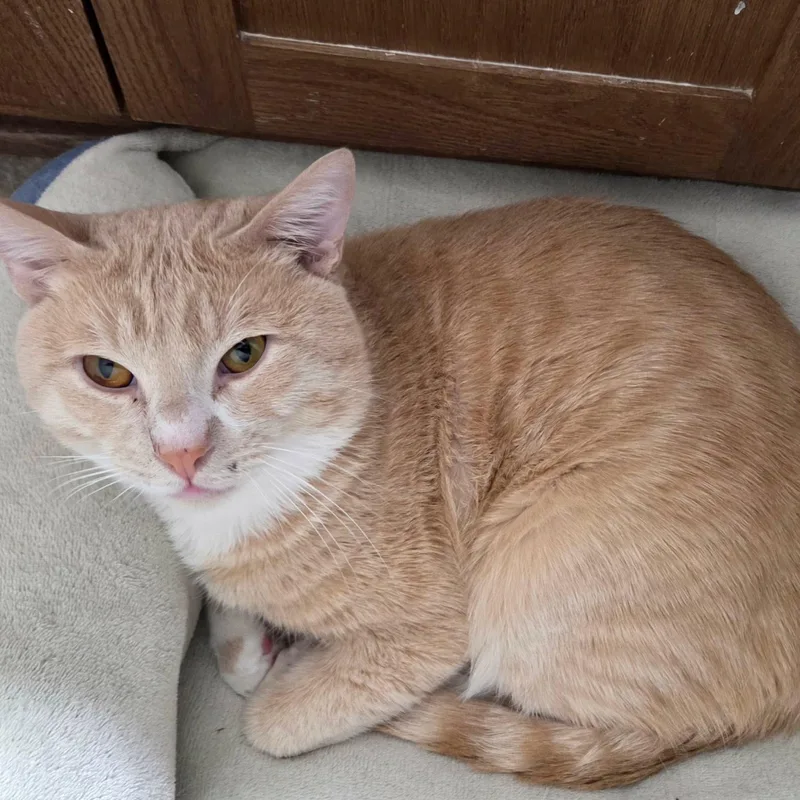 A young medium-sized male Tabby (Orange / Red) Domestic Short Hair cat named Winston for adoption in Gladstone, OR