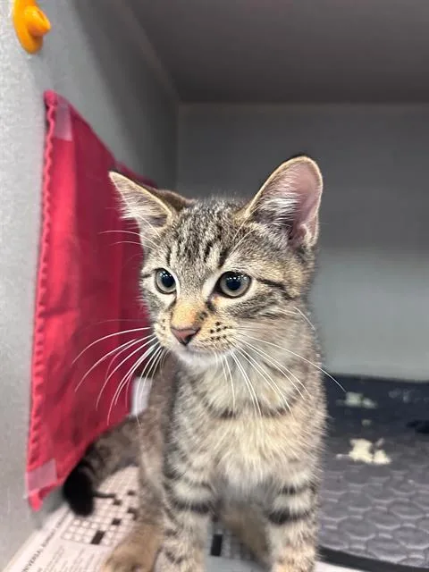 A baby medium-sized male Domestic Medium Hair cat named Cosmo for adoption in Dallas, TX