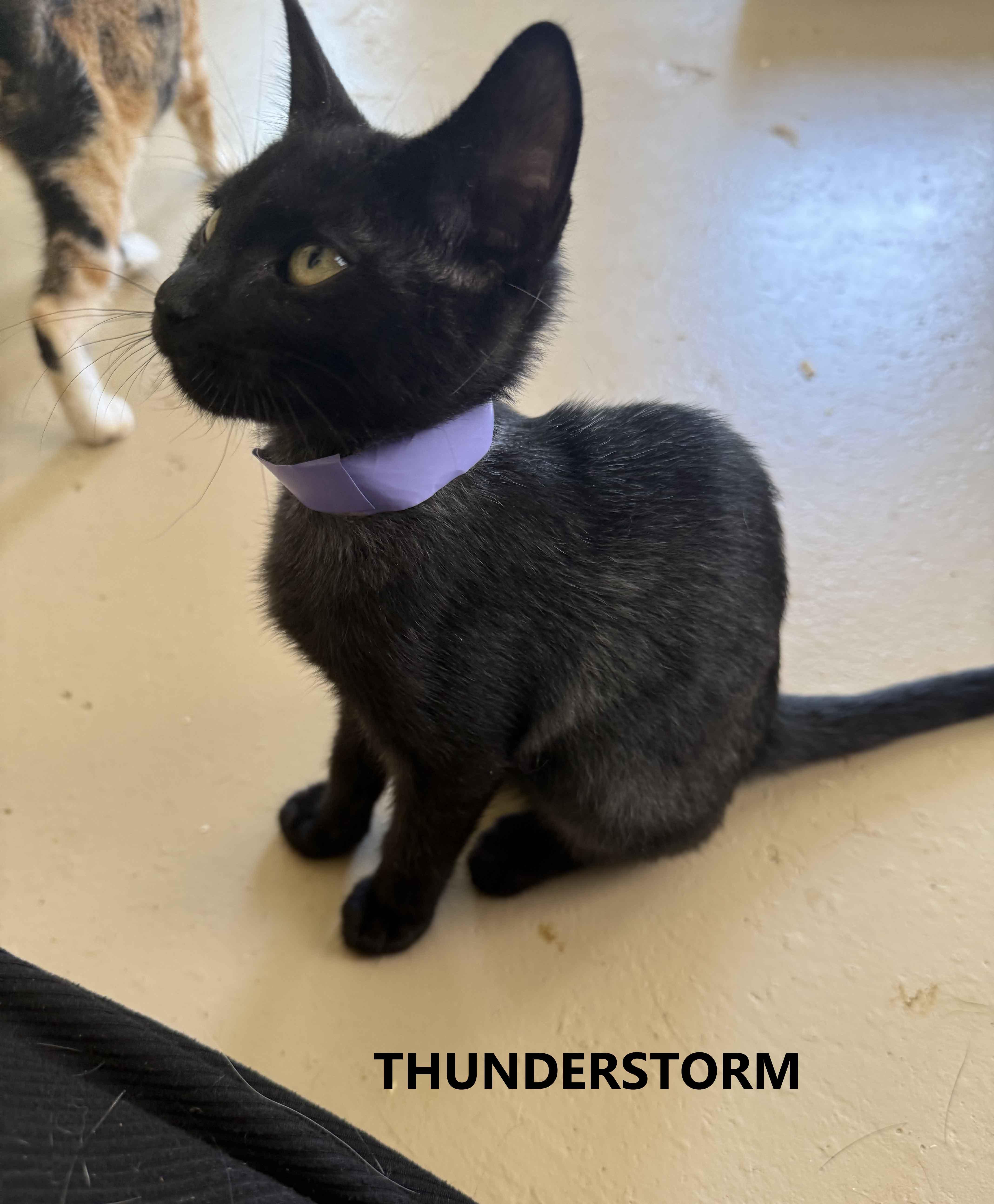 A baby medium-sized female Black Domestic Short Hair cat named Thunderstorm for adoption in Washington, GA