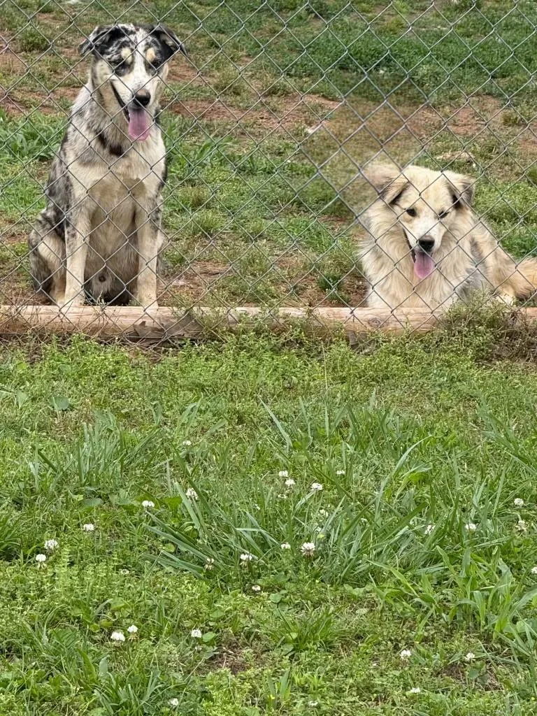 A young medium-sized male White / Cream Australian Shepherd dog named Major for adoption in Melbourne, AR