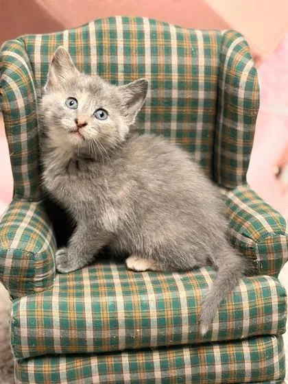 A baby small-sized female Domestic Short Hair cat named Spicy Queso for adoption in West Chester, PA