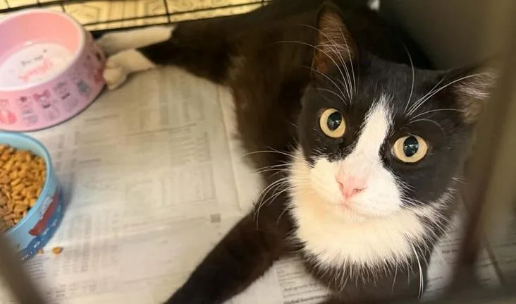 A young medium-sized female Black & White / Tuxedo Domestic Short Hair cat named Julie for adoption in Waxahachie, TX