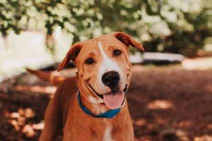 An adult medium-sized male American Staffordshire Terrier dog named a Marvin for adoption in North Charleston, SC