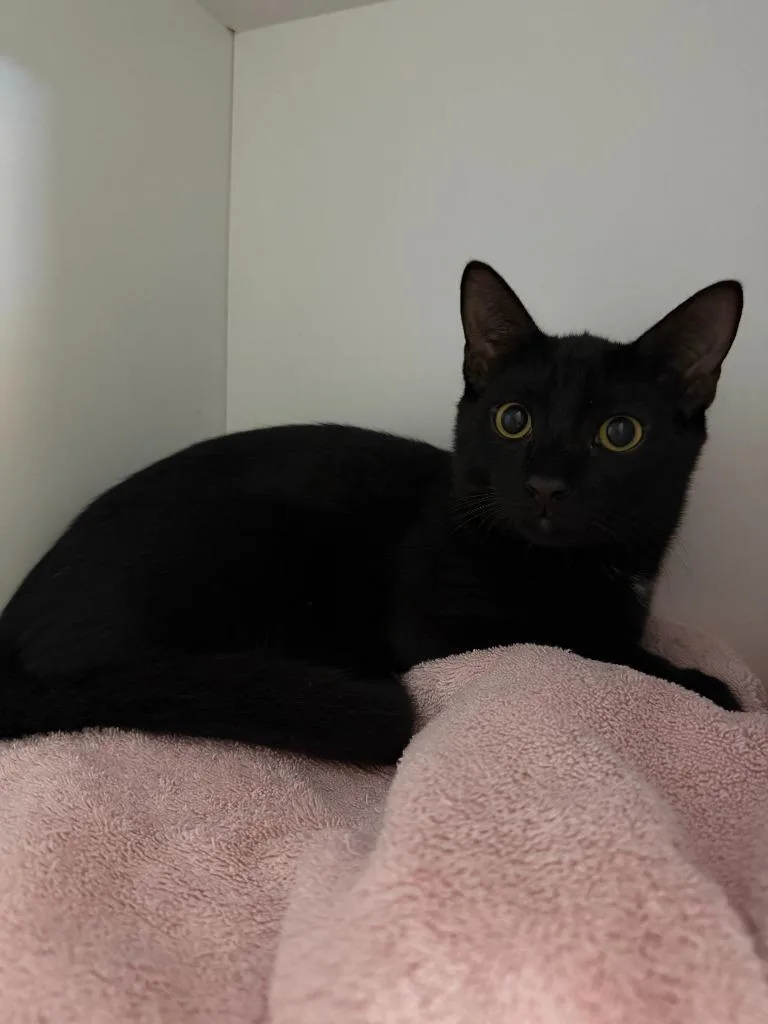 A young small-sized male Domestic Short Hair cat named Stan for adoption in Hyde Park, NY