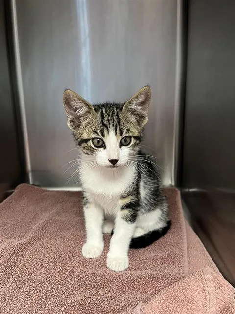 A baby small-sized male Domestic Short Hair cat named Murphy for adoption in Santa Cruz, CA