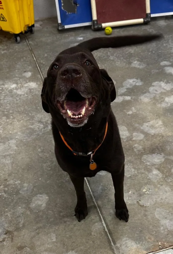 A senior medium-sized male Labrador Retriever dog named Riley for adoption in Newcastle, OK