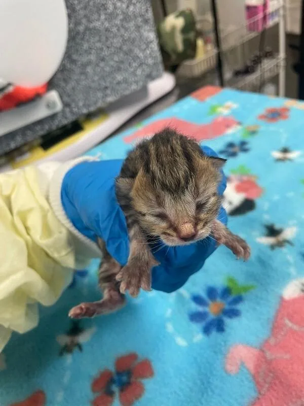 A young small-sized female Tabby (Brown / Chocolate) Domestic Short Hair cat named Poodle Moth for adoption in Cincinnati, OH