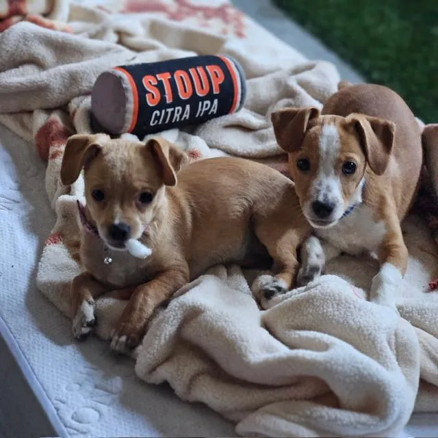 A baby small-sized male Dachshund dog named Butternut for adoption in Lafayette, CA