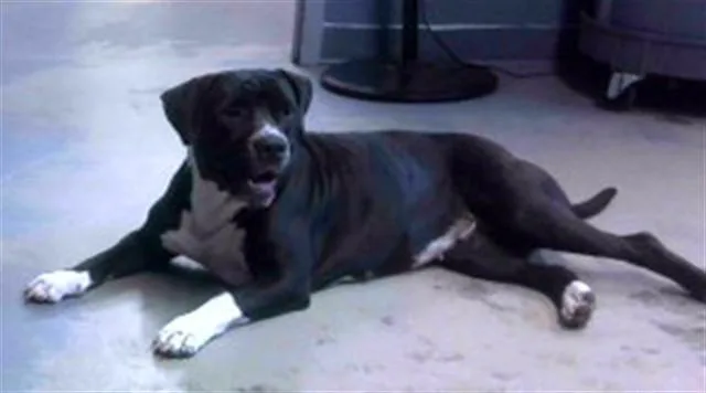 An adult medium-sized female Staffordshire Bull Terrier dog named Bebe for adoption in Tallahassee, FL