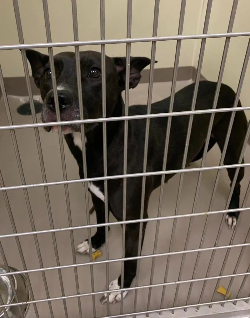 A young medium-sized female Pit Bull Terrier dog named Valerie for adoption in Christiansburg, VA