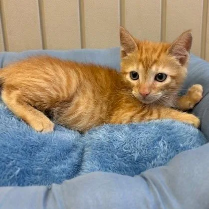 A baby small-sized male Orange / Red Domestic Short Hair cat named Nissan for adoption in Long Beach, CA