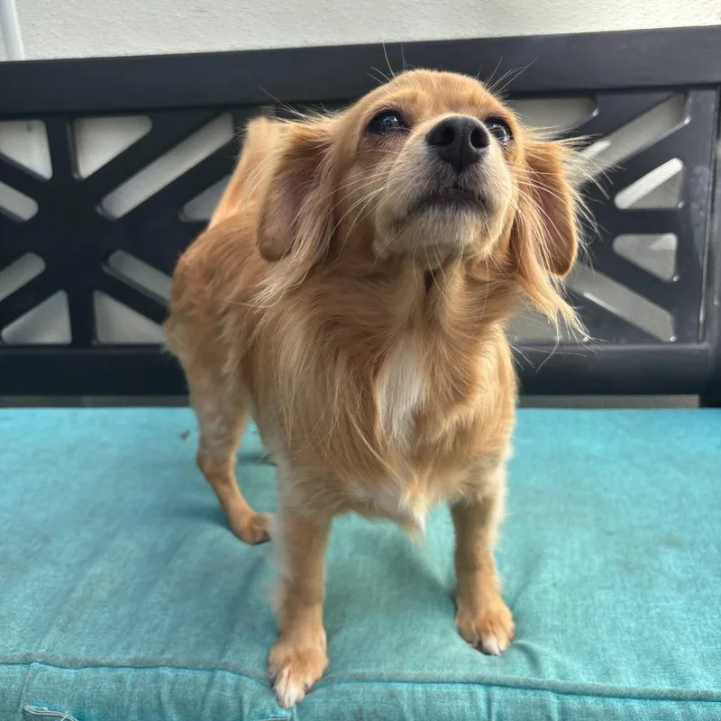 A young small-sized female Chihuahua dog named Bonnie for adoption in Los Angeles, CA