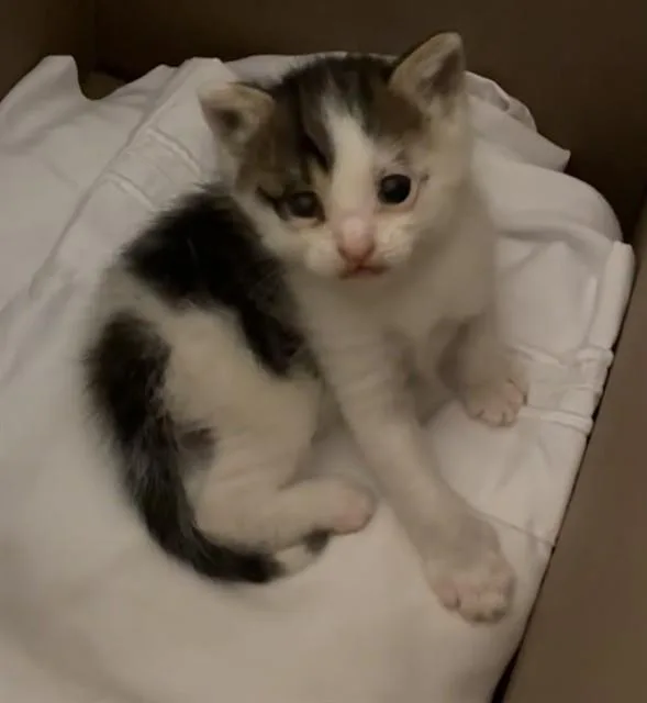 A baby small-sized male Domestic Short Hair cat named Jack for adoption in Riverside, CA