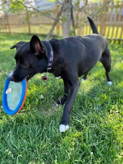 An adult medium-sized female Black Labrador Retriever dog named Molly for adoption in Palmyra, VA