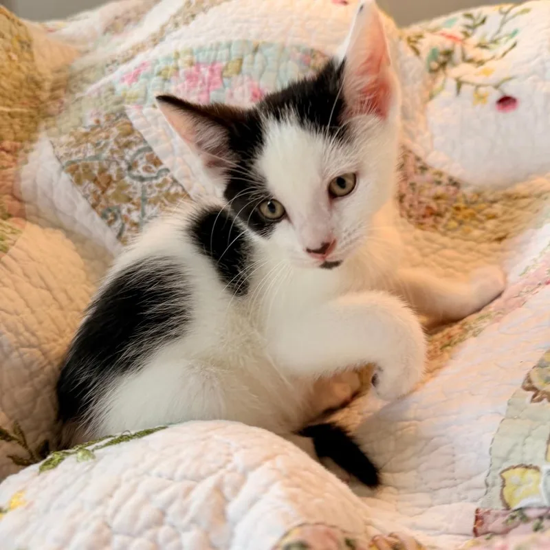 A baby small-sized male White Domestic Short Hair cat named Bean for adoption in Springfield, IL