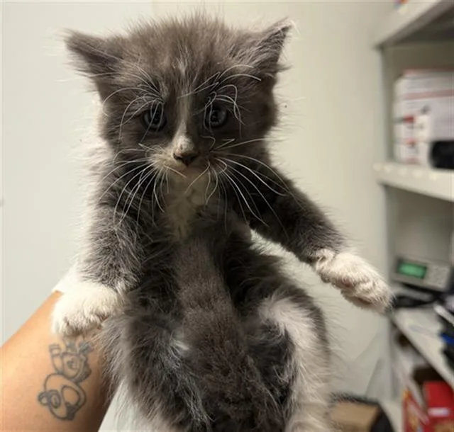 A baby small-sized male Domestic Long Hair cat named Leo for adoption in Bakersfield, CA