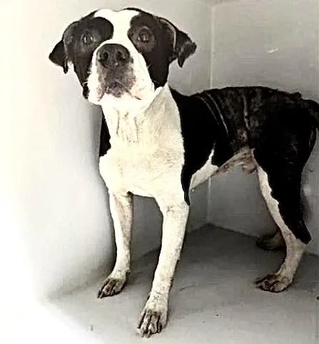 An adult medium-sized male Pit Bull Terrier dog named A for adoption in Houston, TX