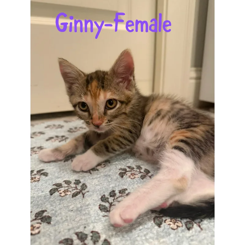 A baby small-sized female Calico cat named Ginny for adoption in Bentonville, AR