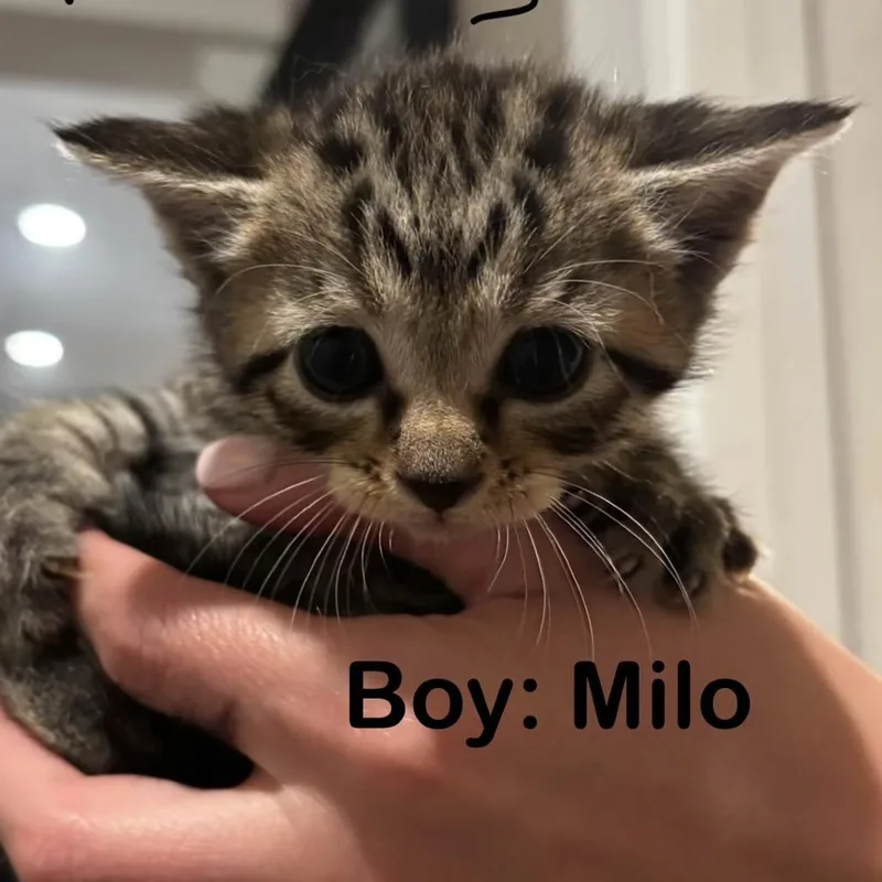 Milo thumbnail 2